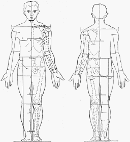 dibujo de figura nociones anatomia proporciones cuerpo humano